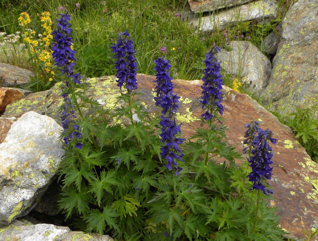 Corydalis solida (Papaveraceae)